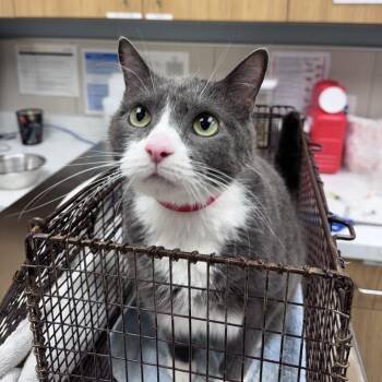 Uni -  Domestic Short Hair Cat for Adoption in Chicago, Illinois - Uni | PetCurious