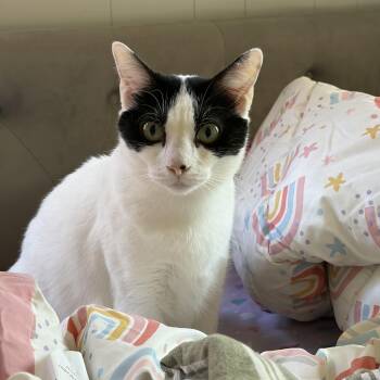 Ariel -  Domestic Short Hair Cat for Adoption in Columbia, South Carolina - Ariel | PetCurious