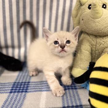 Arctic -  Domestic Short Hair Cat for Adoption in Lanett, Alabama - Arctic | PetCurious