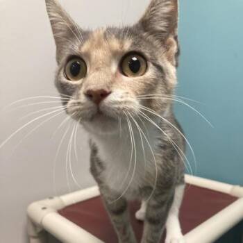 Ziggy -  Domestic Short Hair Cat for Adoption in Janesville, Wisconsin - Ziggy | PetCurious