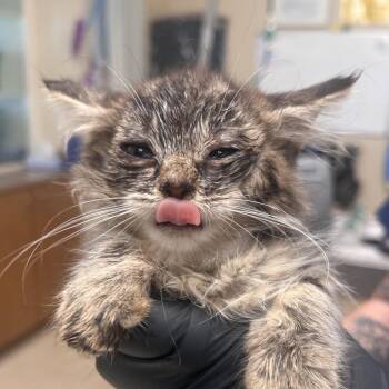 Trisha Yearwood -  Domestic Short Hair Cat for Adoption in Reno, Nevada - Trisha Yearwood | PetCurious
