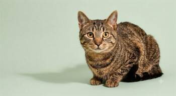 LARRY BIRD -  Domestic Short Hair Cat for Adoption in Jacksonville, Florida - LARRY BIRD | PetCurious