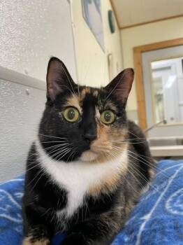Rio -  Domestic Short Hair Cat for Adoption in Hayward, Wisconsin - Rio | PetCurious