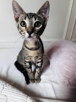 Bugaboo BR14534-T -  Domestic Short Hair Cat for Adoption in Missouri City, Texas - Bugaboo BR14534-T | PetCurious