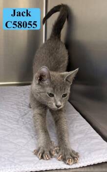 Jack -  Domestic Short Hair Cat for Adoption in Clarksville, Tennessee - Jack | PetCurious