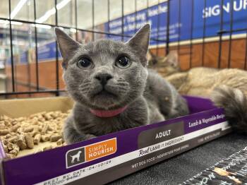 Diva -  Russian Blue and Domestic Short Hair Cat for Adoption in Columbia, South Carolina - Diva | PetCurious