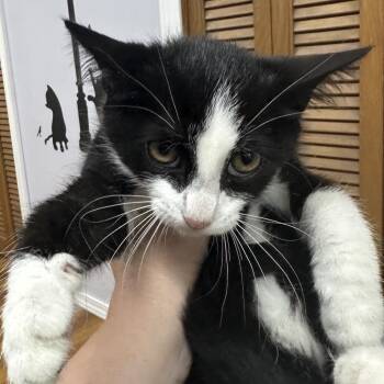 Chocolate Cream -  Domestic Short Hair Cat for Adoption in Corbin, Kentucky - Chocolate Cream | PetCurious