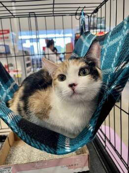 Calico Cats Available for Adoption in Schertz, Texas - Jolene HL | PetCurious