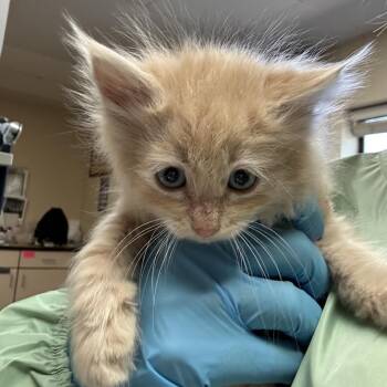 Page -  Domestic Medium Hair and Domestic Short Hair Cat for Adoption in Flagstaff, Arizona - Page | PetCurious