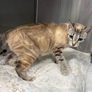 Domestic Short Hair Cats Available for Adoption in Greensboro, North Carolina - Aromatic | PetCurious