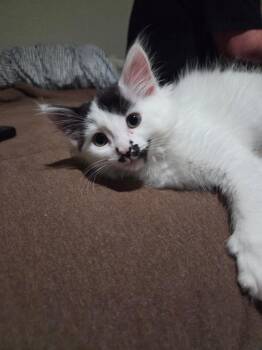 Gabbana -  Domestic Short Hair Cat for Adoption in Winnipeg, Manitoba - Gabbana | PetCurious