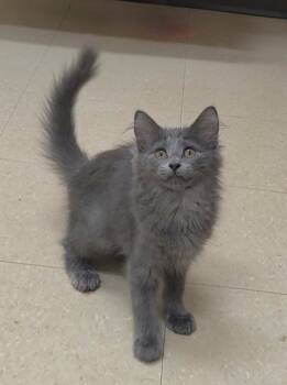 Taffy -  Domestic Medium Hair Cat for Adoption in Red Wing, Minnesota - Taffy | PetCurious
