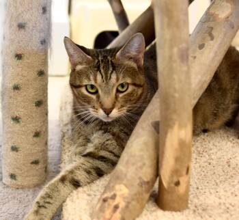 Rescue Domestic Short Hair Cats for Adoption in Cincinnati, Ohio - Poppy | PetCurious