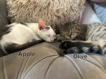 Rescue Domestic Short Hair Cats for Adoption in Nashville, Tennessee - Apple & Olive | PetCurious