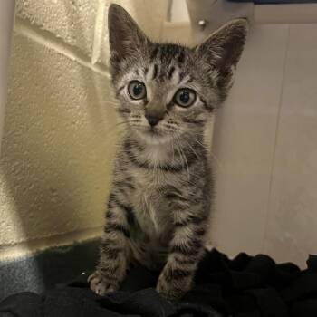 Jessica -  Domestic Short Hair Cat Available for Adoption - Jessica | PetCurious