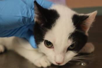BLUBBER -  Domestic Short Hair Cat for Adoption in Columbia, South Carolina - BLUBBER | PetCurious