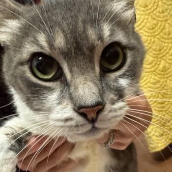 Heidi -  American Shorthair Cat for Adoption in Port Charlotte, Florida - Heidi | PetCurious