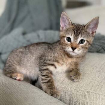 Tai Lee -  Domestic Short Hair Cat for Adoption in NEW PT RICHEY, Florida - Tai Lee | PetCurious