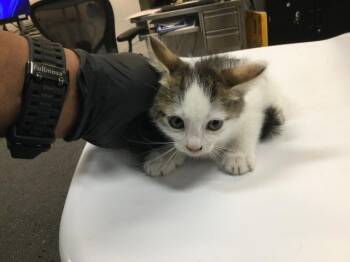 Rescue Domestic Short Hair Cats for Adoption in Thousand Palms, California - ROSEMARY | PetCurious