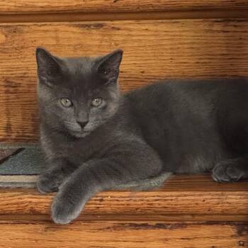 Auggie -  Domestic Short Hair Cat for Adoption in Philadelphia, Pennsylvania - Auggie | PetCurious