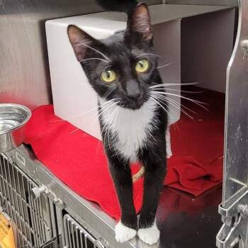 Wanda -  Domestic Short Hair Cat for Adoption in Des Moines, Iowa - Wanda | PetCurious