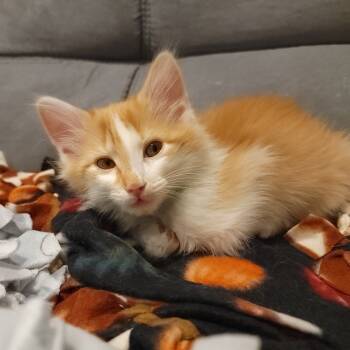 Rescue Domestic Long Hair Cats for Adoption in Normal, Illinois - Leonard | PetCurious