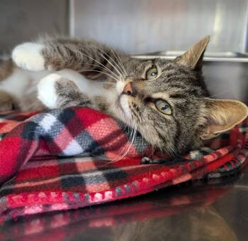Tabby and Domestic Short Hair Cats Available for Adoption in Marietta, Ohio - Lizzie (Spayed) (Photos 4/4/2026) | PetCurious