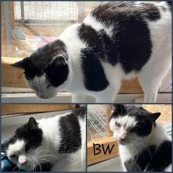 Rescue Domestic Short Hair Cats for Adoption in Winchester, Virginia - BW | PetCurious