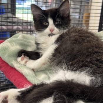 Aloha -  Domestic Long Hair Cat for Adoption in Winchendon, Massachusetts - Aloha | PetCurious