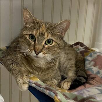 Domestic Short Hair Cats Available for Adoption in North Branford, Connecticut - 25-68 Rosefinch | PetCurious
