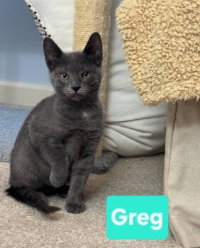 Greg (siblings are Bobby, Peter, Alice, Carol, Cindy, Marcia & J -  Domestic Short Hair Cat for Adoption in Brighton, Michigan - Greg (siblings Are Bobby, Peter, Alice, Carol, Cindy, Marcia & J | PetCurious