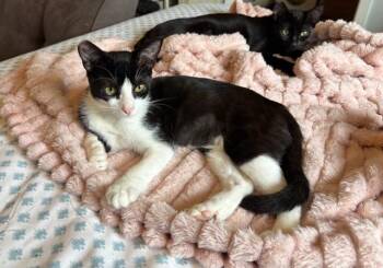 Rescue Tuxedo Cats for Adoption in Los Altos, California - Runty - Female Teen Kitten | PetCurious