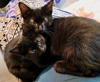 Kermit & Piggy -  American Shorthair Cat for Adoption in The Dalles, Oregon - Kermit & Piggy | PetCurious