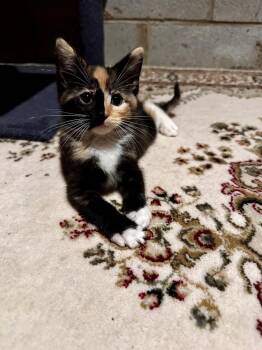 Emily -  Domestic Short Hair Cat for Adoption in Greensboro, North Carolina - Emily | PetCurious