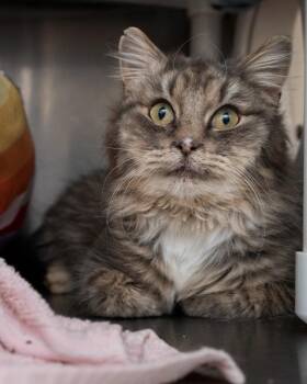 Domestic Long Hair Cats Available for Adoption - Peetie | PetCurious
