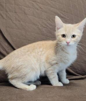 Domestic Short Hair Cats Available for Adoption in Sandusky, Ohio - VAN GOGH | PetCurious