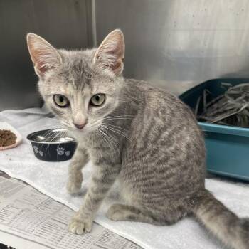 Zenn -  Domestic Short Hair Cat for Adoption in Philadelphia, Pennsylvania - Zenn | PetCurious