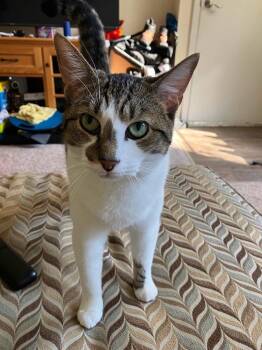 Sha-keira(SW Philly Gem) -  Domestic Short Hair Cat for Adoption in Telford, Pennsylvania - Sha-keira(SW Philly Gem) | PetCurious