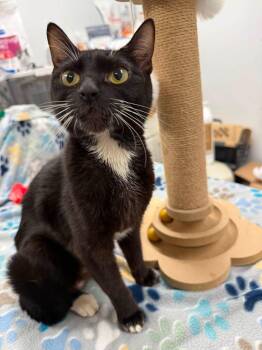 Mercy -  Domestic Short Hair Cat for Adoption in Howes Cave, New York - Mercy | PetCurious