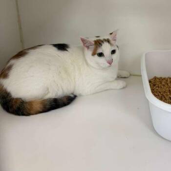 Domestic Short Hair Cats Available for Adoption in Gadsden, Alabama - Lucy BONDED W SAMANTHA | PetCurious