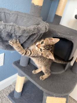 Domestic Short Hair Cats Available for Adoption - Brazil | PetCurious