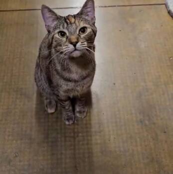 Domestic Short Hair Cats Available for Adoption - Honey | PetCurious