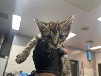 A1927776 -  Domestic Short Hair Cat for Adoption in Thousand Palms, California - A1927776 | PetCurious