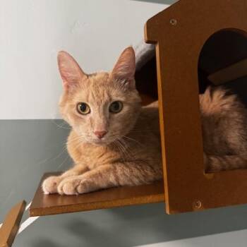 Domestic Short Hair Cats Available for Adoption in Hutchinson, Minnesota - Fudge | PetCurious