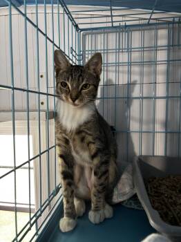 Jelly Fish -  Domestic Short Hair Cat for Adoption - Jelly Fish | PetCurious