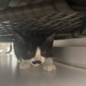 Sheriff -  Domestic Short Hair Cat for Adoption in Brockton, Massachusetts - Sheriff | PetCurious
