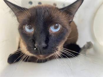 BREE -  Siamese Cat for Adoption in Rowlett, Texas - BREE | PetCurious