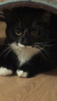 Rescue Tuxedo Cats for Adoption in Hoffman Estates, Illinois - Magpie | PetCurious