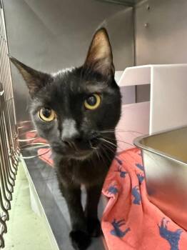 Domestic Short Hair Cats Available for Adoption in Murray, Kentucky - Pancake | PetCurious