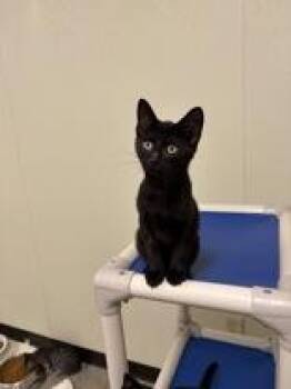 Binx -  Domestic Short Hair Cat for Adoption in Cashiers, North Carolina - Binx | PetCurious
